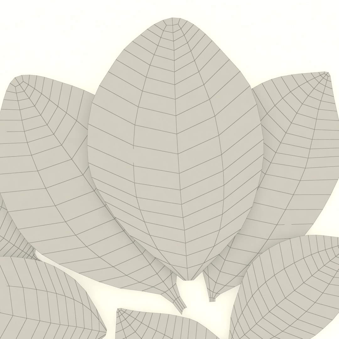 bay leaf 3D https://p.turbosquid.com/ts-thumb/L4/AwX3DQ/sOWP9iAv/5/jpg/1587662127/1920x1080/fit_q87/3bcefde6ce797666108cb3186958342e8d202091/5.jpg