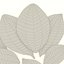 Bay leaf