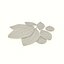 Bay leaf