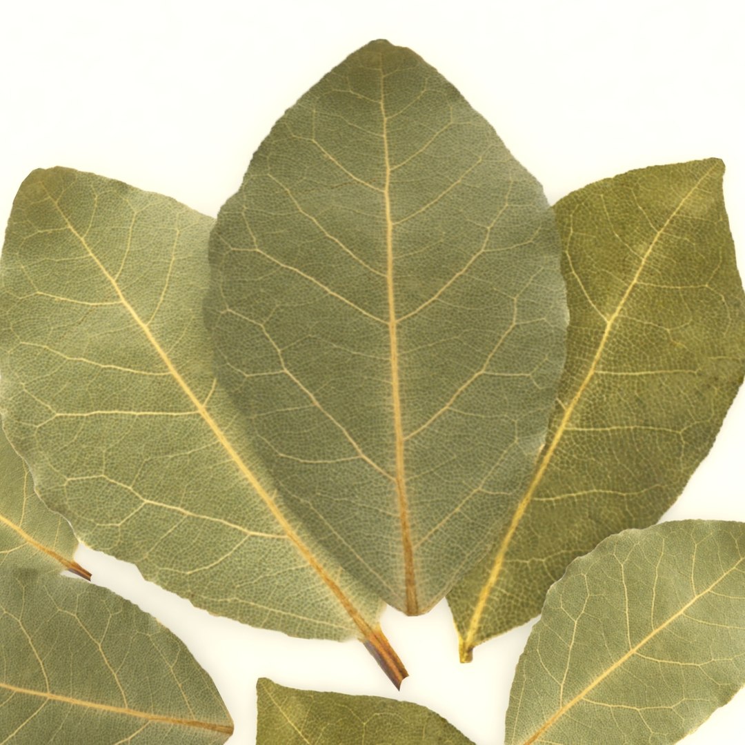 bay leaf 3D https://p.turbosquid.com/ts-thumb/L4/AwX3DQ/xywBoAtW/2/jpg/1587661662/1920x1080/fit_q87/25984a3f9b1598559715ea68017fbc74d7d7d47a/2.jpg