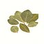 Bay leaf