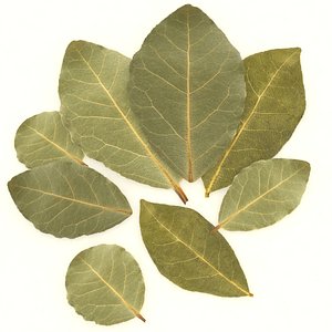 bay leaf 3D