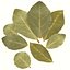 Bay leaf