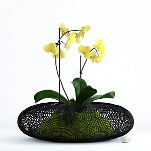 3D realistic phalaenopsis orchid grid