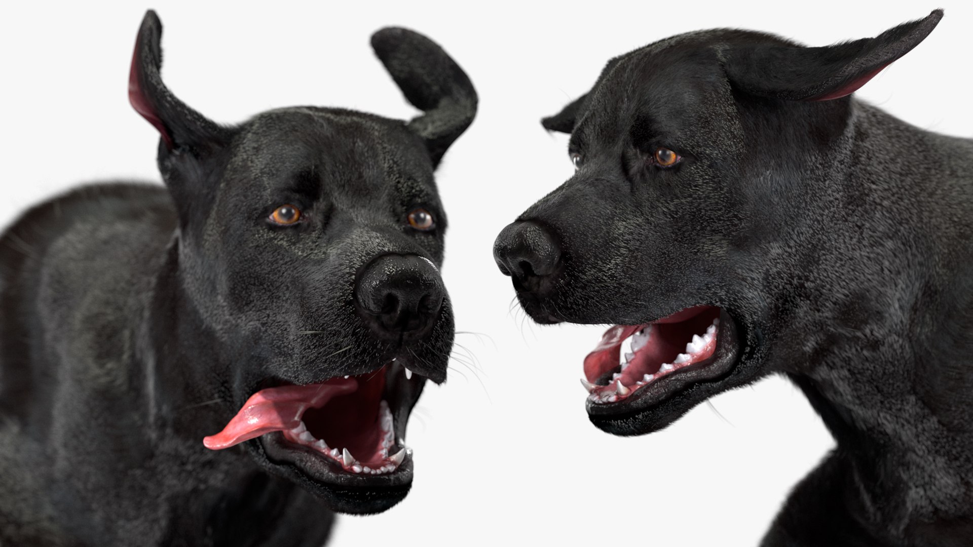 Black Labrador Dog Running Fur Animated Rigged 3D model https://p.turbosquid.com/ts-thumb/L4/NZ1myM/6X/black_labrador_dog_running_fur_animated_rigged_013/jpg/1753055722/1920x1080/fit_q87/02ffdcc9f3f0b15f1849b1b75b67df1489ed72ef/black_labrador_dog_running_fur_animated_rigged_013.jpg