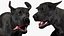 Black Labrador Dog Running Fur Animated Rigged