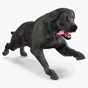 Black Labrador Dog Running Fur Animated Rigged