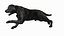Black Labrador Dog Running Fur Animated Rigged