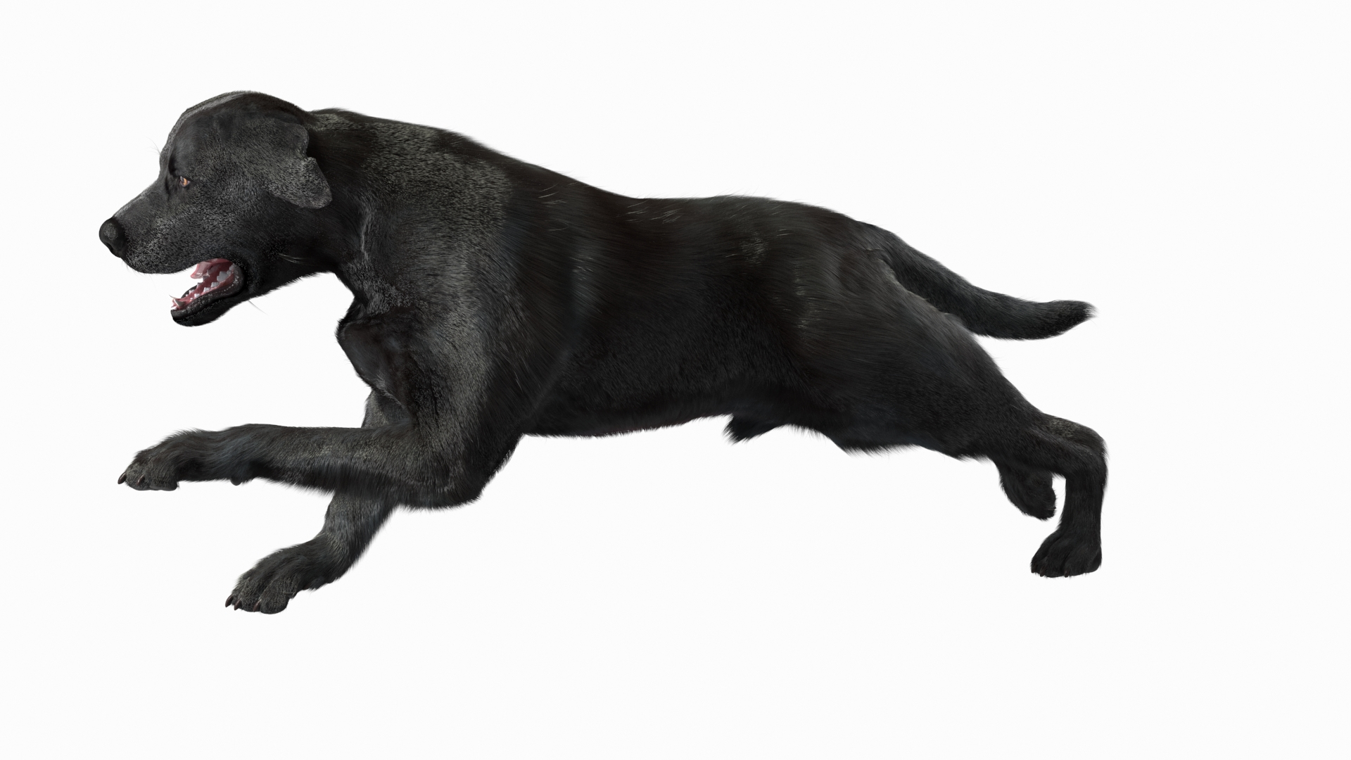 Black Labrador Dog Running Fur Animated Rigged 3D model https://p.turbosquid.com/ts-thumb/L4/NZ1myM/aA/black_labrador_dog_running_fur_animated_rigged_360/jpg/1753055430/1920x1080/turn_fit_q99/63b175f601795abf5efa32a944e39905e7991ec6/black_labrador_dog_running_fur_animated_rigged_360-1.jpg