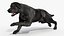 Black Labrador Dog Running Fur Animated Rigged