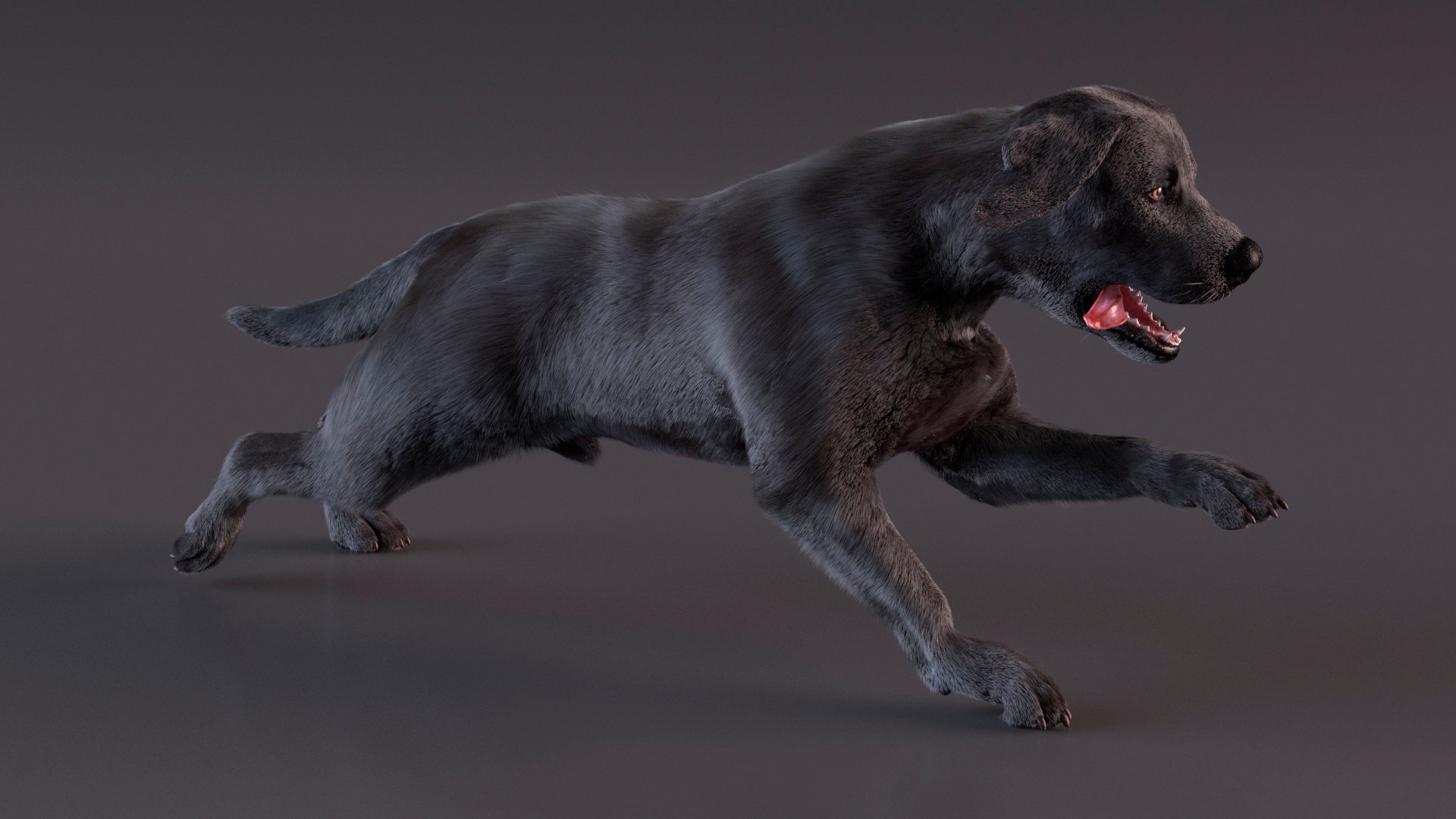 Black Labrador Dog Running Fur Animated Rigged 3D model https://p.turbosquid.com/ts-thumb/L4/NZ1myM/q4/black_labrador_dog_running_fur_animated_rigged_006/jpg/1753055687/1920x1080/fit_q87/b64c4c4605cec0f13aeed9986688d5e9b2d28974/black_labrador_dog_running_fur_animated_rigged_006.jpg