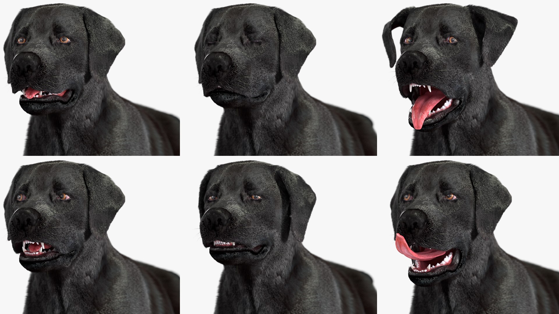 Black Labrador Dog Running Fur Animated Rigged 3D model https://p.turbosquid.com/ts-thumb/L4/NZ1myM/u3/black_labrador_dog_running_fur_animated_rigged_014/jpg/1753055727/1920x1080/fit_q87/d228c9f4a8f29c2b2dcf27fa7c5271f7ccd7bddb/black_labrador_dog_running_fur_animated_rigged_014.jpg