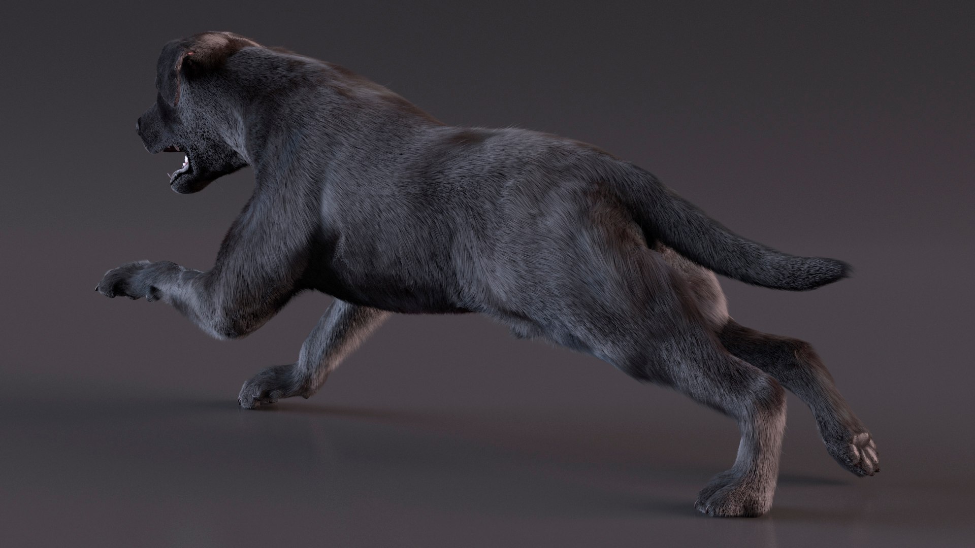 Black Labrador Dog Running Fur Animated Rigged 3D model https://p.turbosquid.com/ts-thumb/L4/NZ1myM/y8/black_labrador_dog_running_fur_animated_rigged_007/jpg/1753055692/1920x1080/fit_q87/83c72b5266a2a3ec28cb38cfa8c57c6aac1e17d0/black_labrador_dog_running_fur_animated_rigged_007.jpg