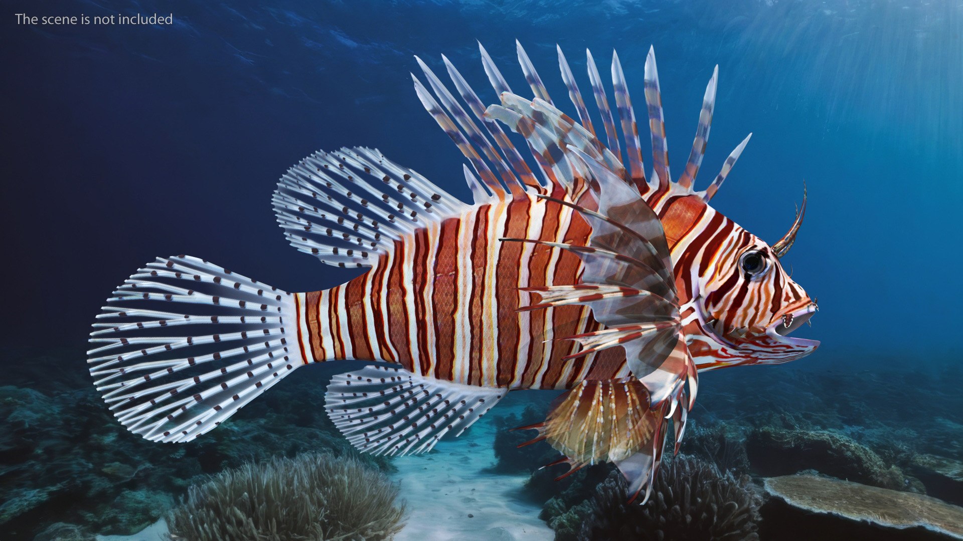 Lionfish Marine Creature 3D model https://p.turbosquid.com/ts-thumb/L4/QFzx61/6X/lionfish_marine_creature_003/jpg/1743531147/1920x1080/fit_q87/289ead029367530532e20c70e81f5574f21eaf94/lionfish_marine_creature_003.jpg