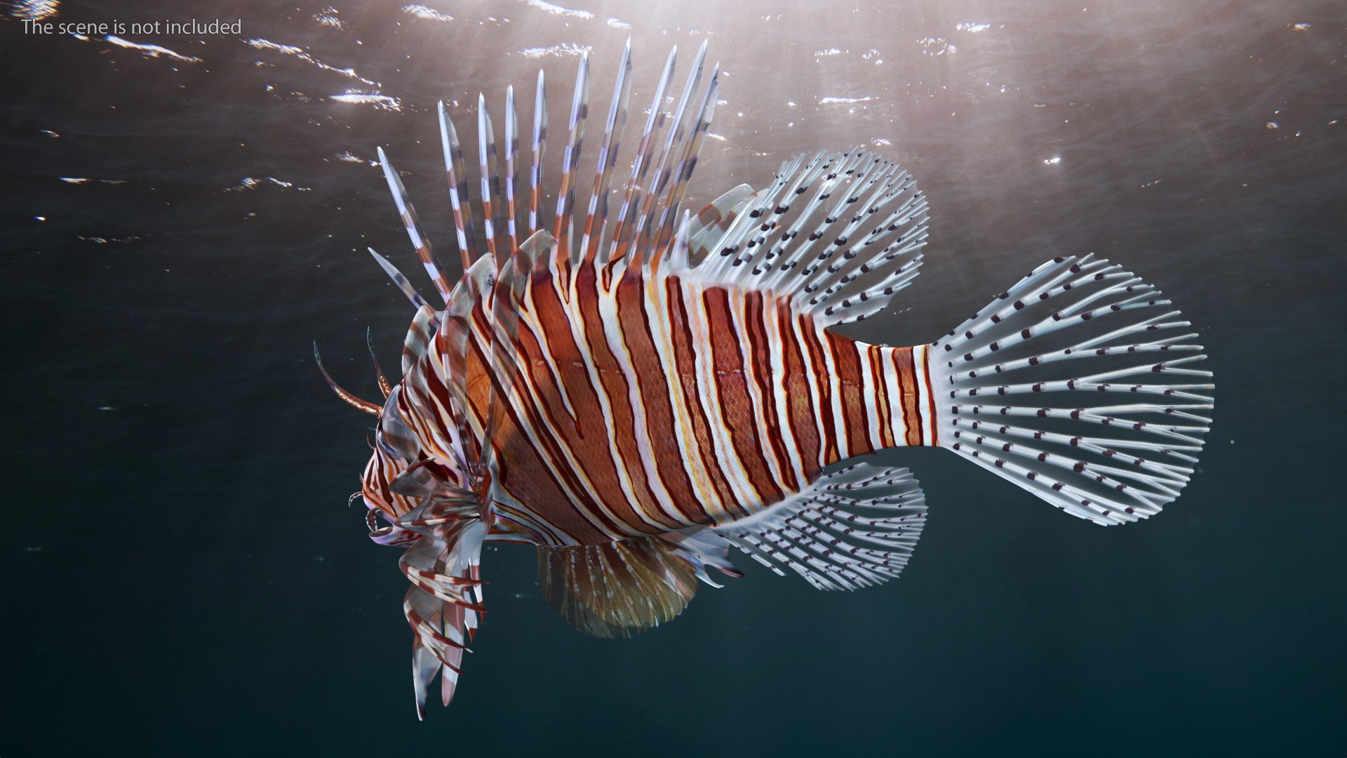 Lionfish Marine Creature 3D model https://p.turbosquid.com/ts-thumb/L4/QFzx61/Ea/lionfish_marine_creature_005/jpg/1743531157/1920x1080/fit_q87/3746236fe67d9d57987a66dc25de421656c525af/lionfish_marine_creature_005.jpg