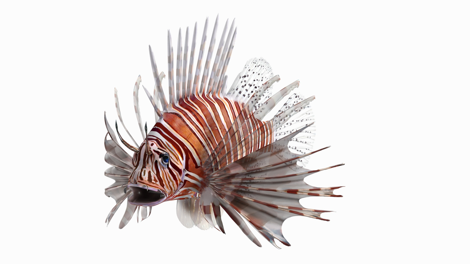 Lionfish Marine Creature 3D model https://p.turbosquid.com/ts-thumb/L4/QFzx61/Ff/lionfish_marine_creature_360/jpg/1743530906/1920x1080/turn_fit_q99/bd67197486c76a490ab2068ffe678788bc22256d/lionfish_marine_creature_360-1.jpg