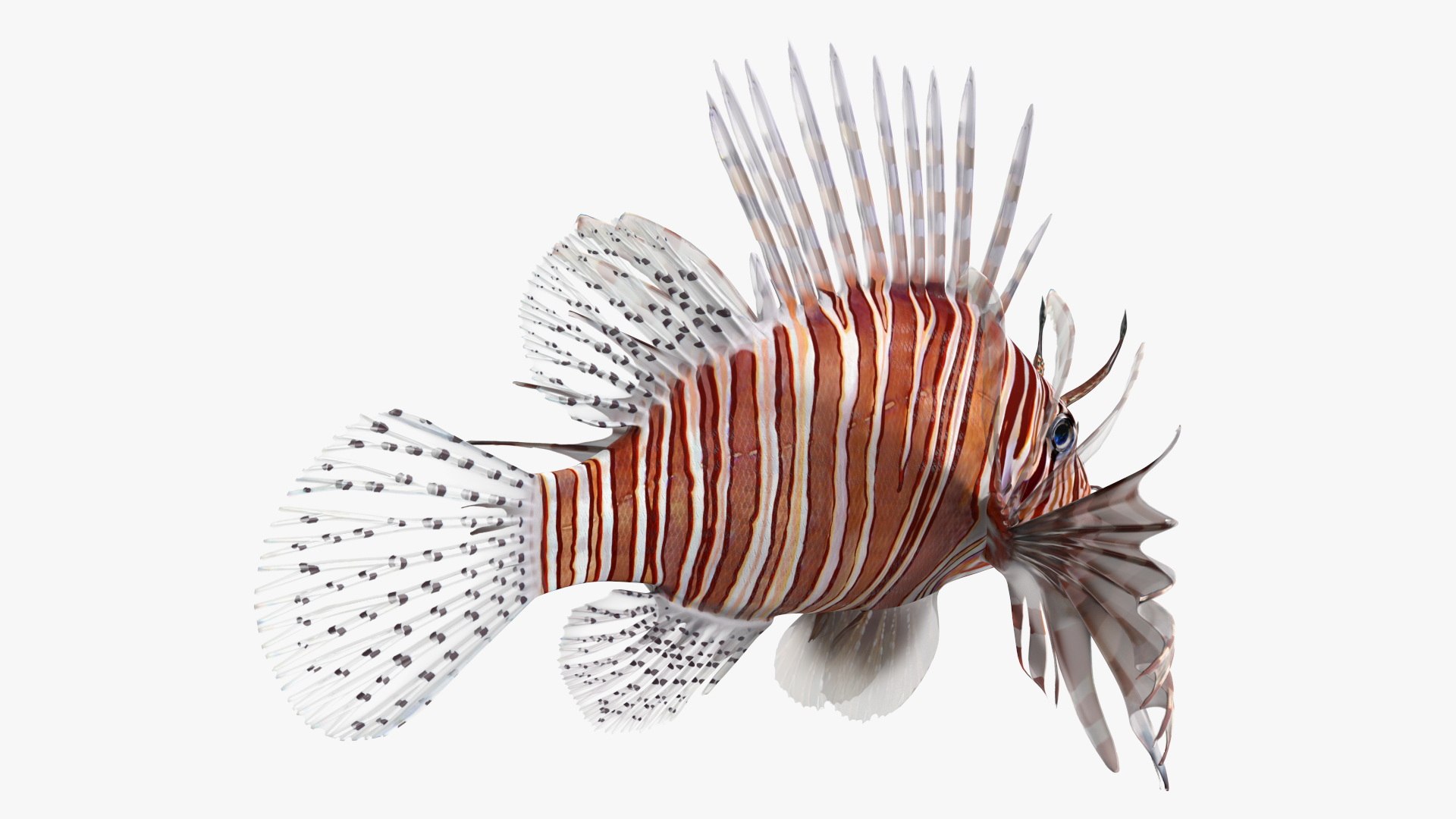 Lionfish Marine Creature 3D model https://p.turbosquid.com/ts-thumb/L4/QFzx61/Fv/lionfish_marine_creature_009/jpg/1743531173/1920x1080/fit_q87/113c985205a059e48269aa93941e0136b59df082/lionfish_marine_creature_009.jpg