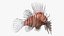 Lionfish Marine Creature