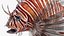 Lionfish Marine Creature