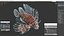 Lionfish Marine Creature
