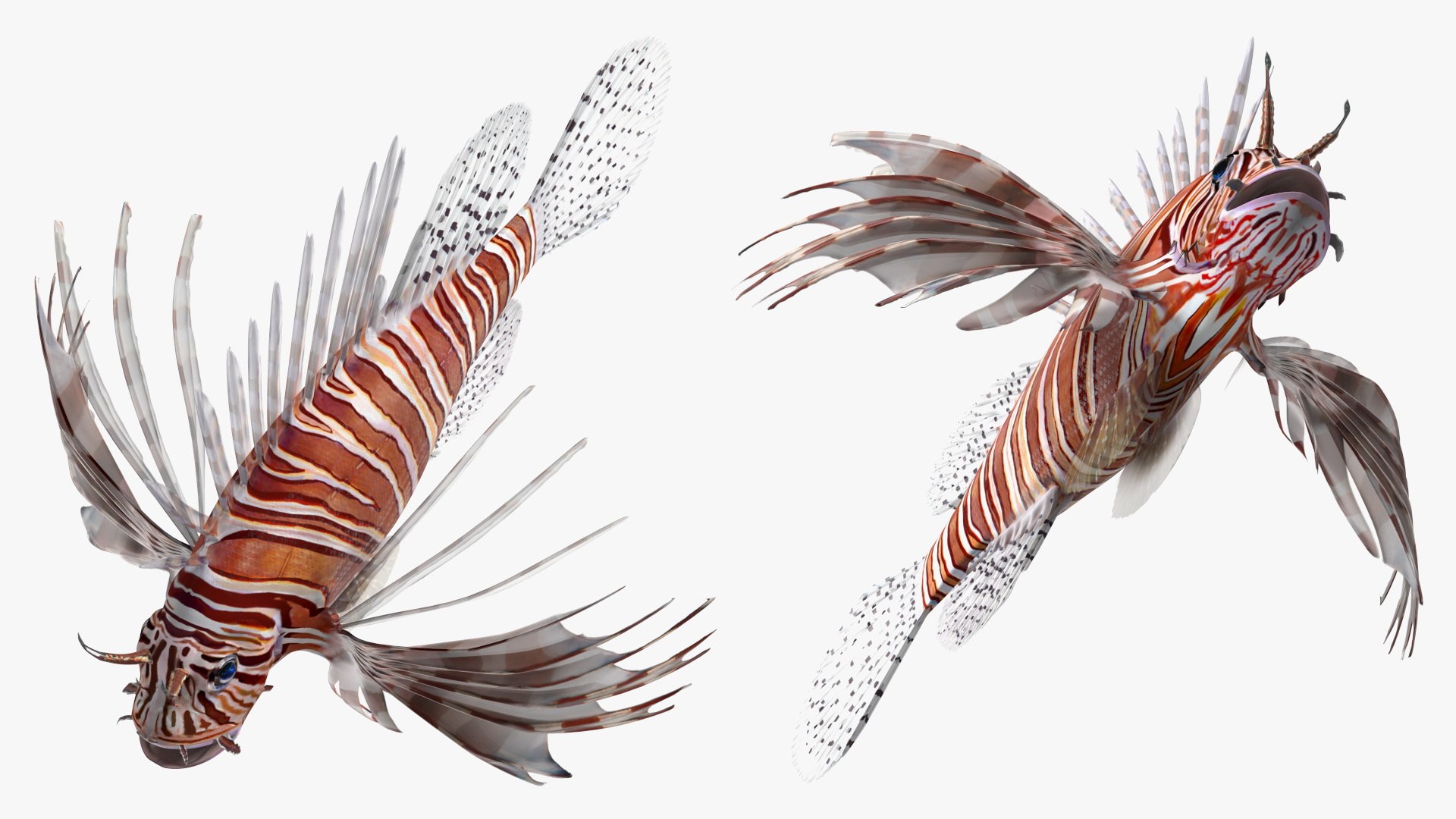 Lionfish Marine Creature 3D model https://p.turbosquid.com/ts-thumb/L4/QFzx61/Zd/lionfish_marine_creature_011/jpg/1743531181/1920x1080/fit_q87/0760c578244df98658c7657d05972c2bc734cb2a/lionfish_marine_creature_011.jpg