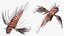 Lionfish Marine Creature