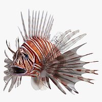 Lionfish Marine Creature