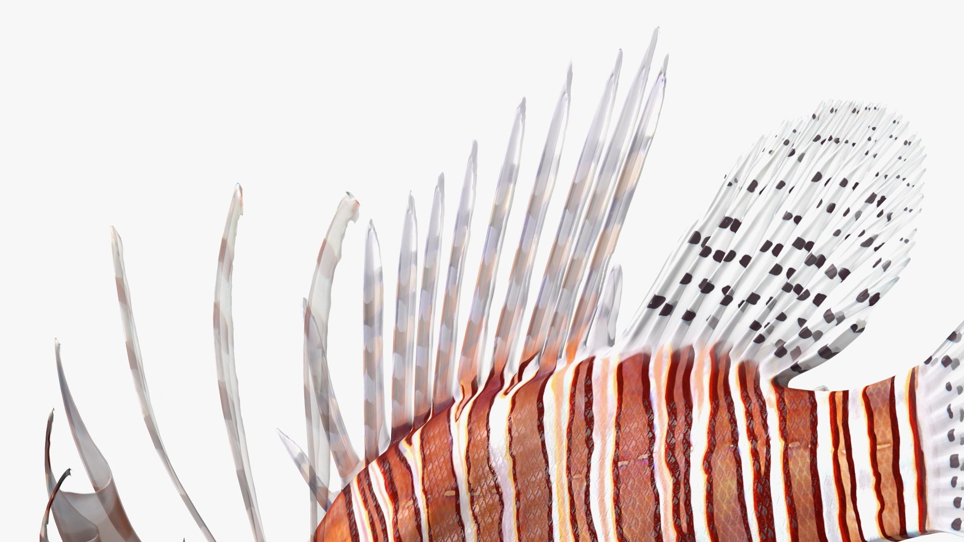 Lionfish Marine Creature 3D model https://p.turbosquid.com/ts-thumb/L4/QFzx61/tV/lionfish_marine_creature_013/jpg/1743531189/1920x1080/fit_q87/5062ce86bb09e4b839c0d8aac3b32283e9ff2abf/lionfish_marine_creature_013.jpg