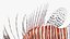 Lionfish Marine Creature