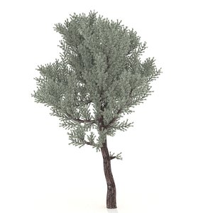 juniper 3D
