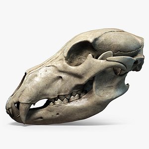 Bear Skull Highly Detailed