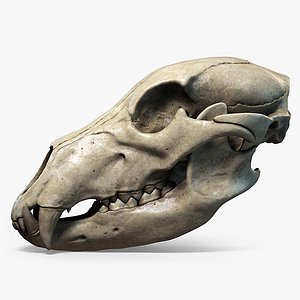 Bear Skull Highly Detailed