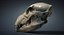 Bear Skull Highly Detailed
