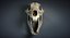 Bear Skull Highly Detailed