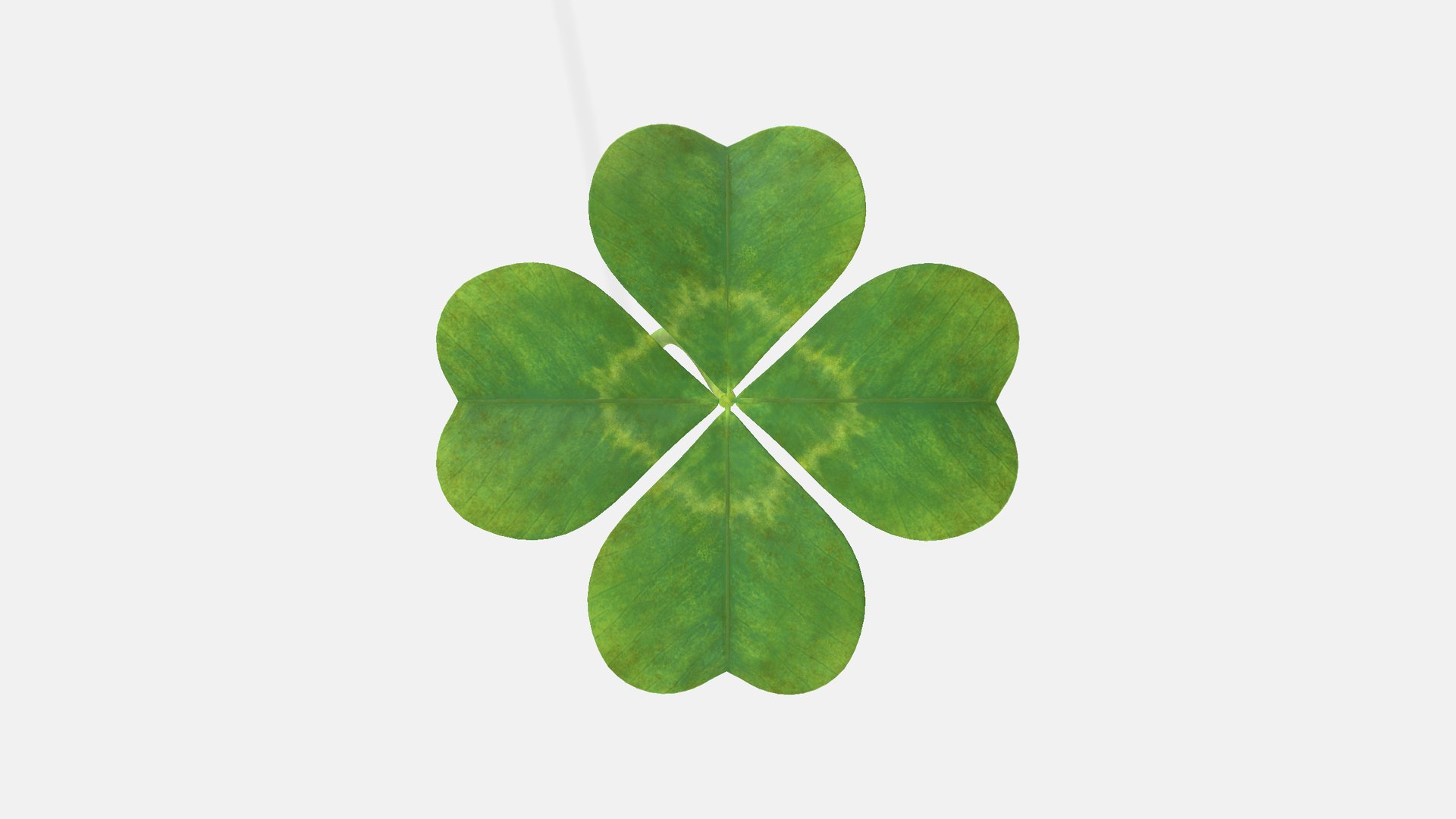 3D Fourleaf Clover TurboSquid 2329426