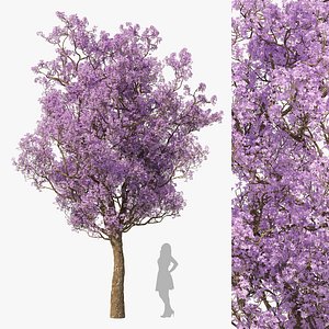 3D Spring  Jacaranda Mimosifolia Tree model