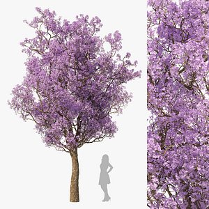 Spring Jacaranda Mimosifolia Tree