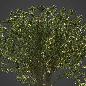 2021 PBR Spindles Collection - Euonymus