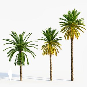 Phoenix dactylifera a