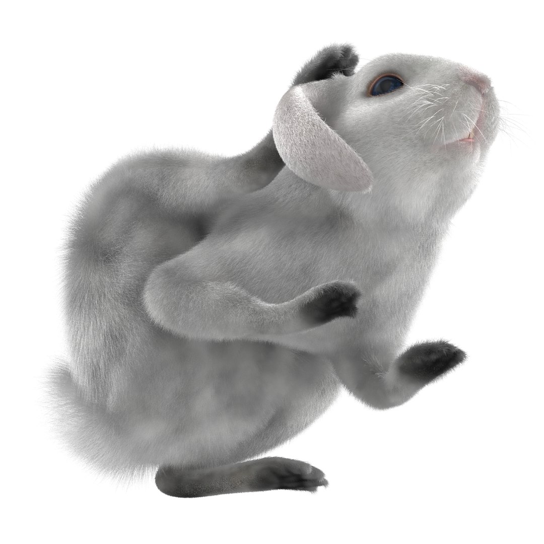 3d Model White Rabbit Pose 4