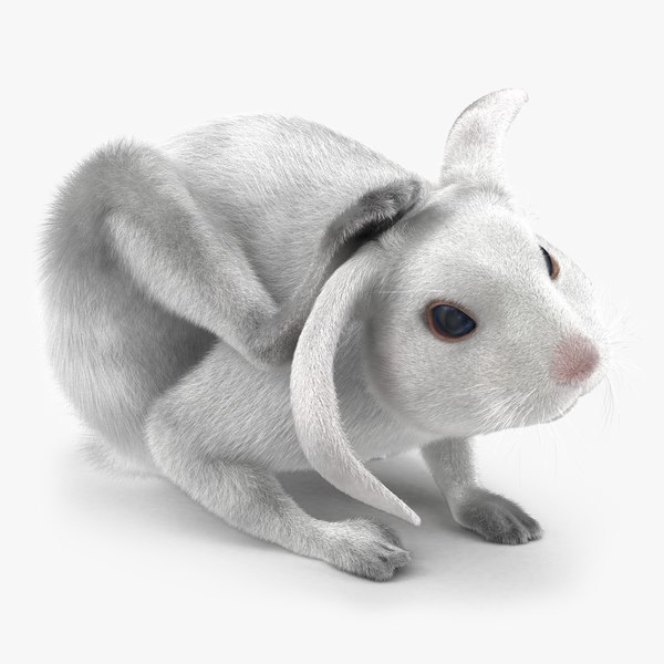 3d model white rabbit pose 4