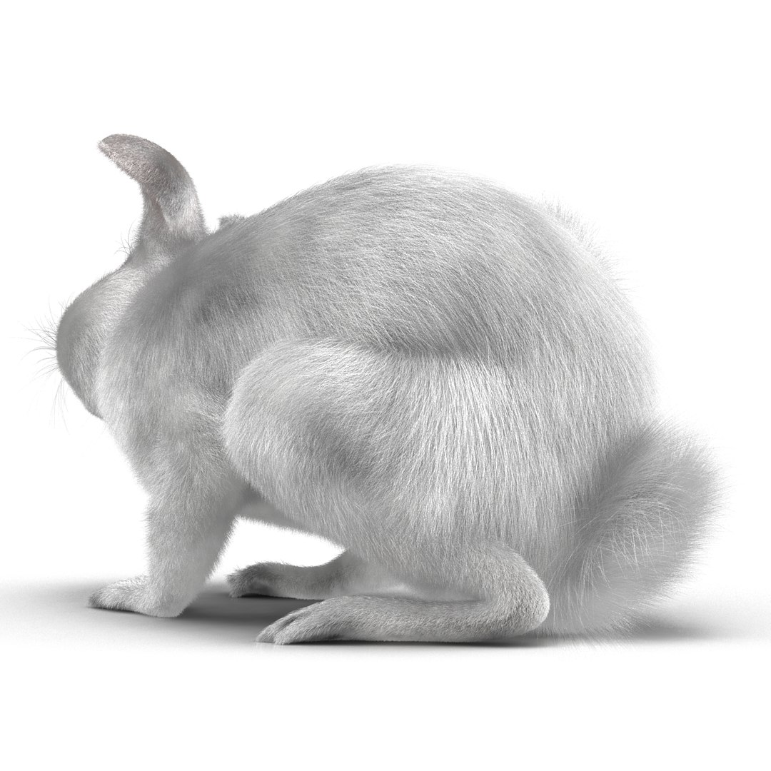 3d Model White Rabbit Pose 4