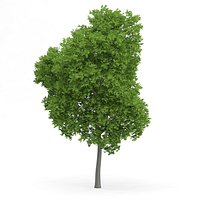Wild Service Tree (Sorbus torminalis) 10m