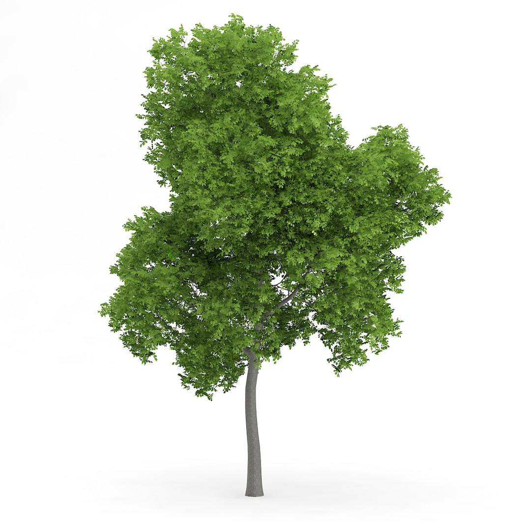 Wild Service Tree Sorbus C4d