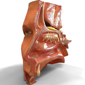 nose anatomy 3d model