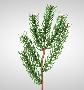 3D pine conifer branch tree model
