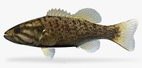 Micropterus dolomieu Smallmouth Bass