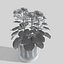 begonia flowerpot 3d model