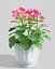 begonia flowerpot 3d model