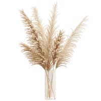 Big dried flower pampas grass in glass vase